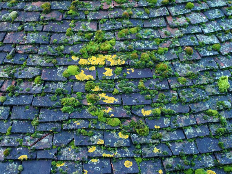 Roof Algae Removal in Vancouver, WA