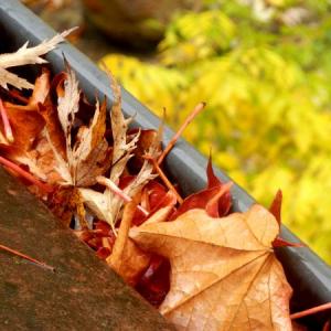 Indianapolis Roof Gutter Debris Removal